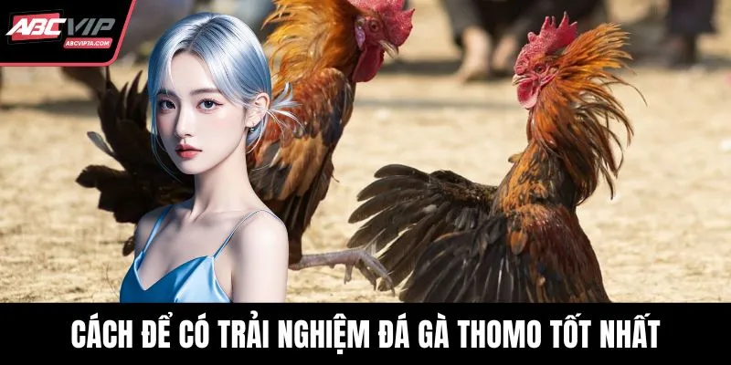 Cách để có trải nghiệm đá gà Thomo tốt nhất