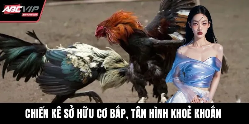 Chiến kê sở hữu cơ bắp, thân hình khoẻ khoắn có khả năng giành phần thắng
