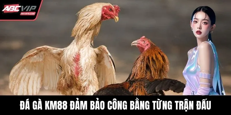 Đá gà KM88 đảm bảo công bằng từng trận đấu