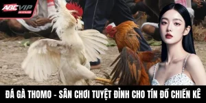 Đá gà thomo