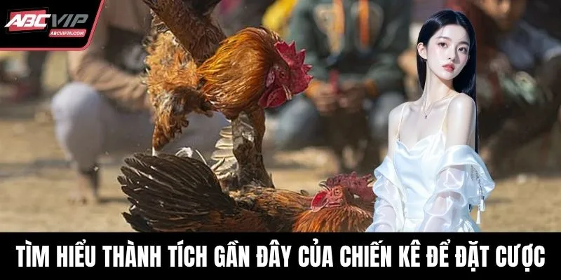Tìm hiểu thành tích gần đây của chiến kê để đặt cược