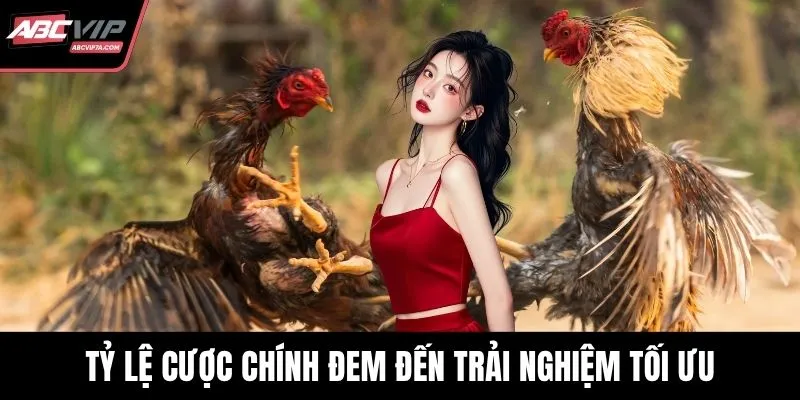 Tỷ lệ cược chính đem đến trải nghiệm tối ưu